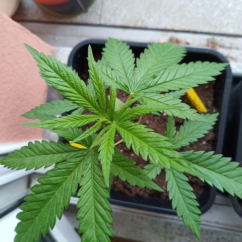 Special Queen 1# growlog timeline photo