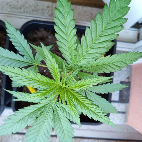 Special Queen 1# growlog timeline photo