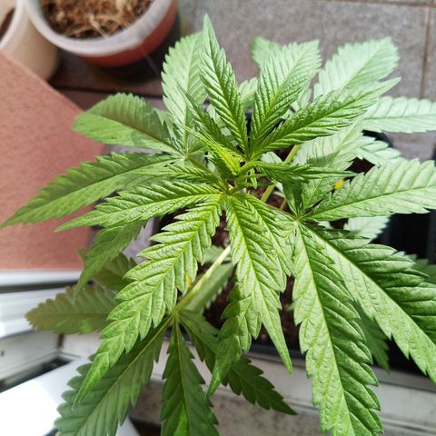 Special Queen 1# growlog timeline photo
