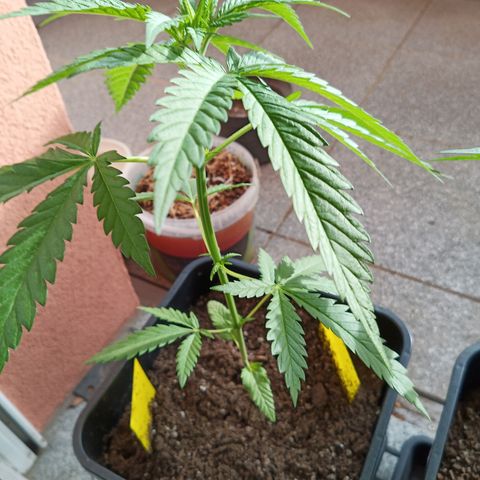 Special Queen 1# growlog timeline photo