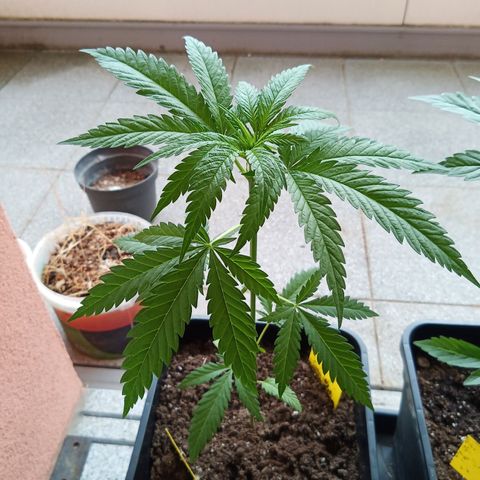 Special Queen 1# growlog timeline photo