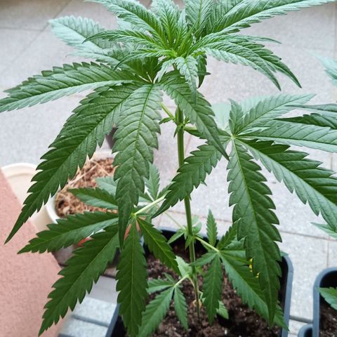 Special Queen 1# growlog timeline photo