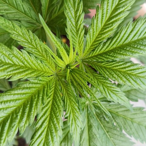 Special Queen 1# growlog timeline photo
