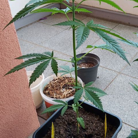 Special Queen 1# growlog timeline photo