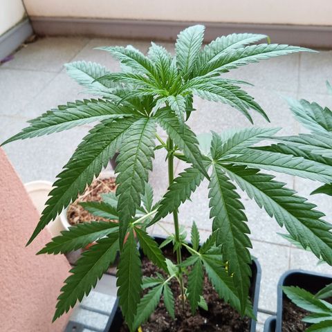 Special Queen 1# growlog timeline photo