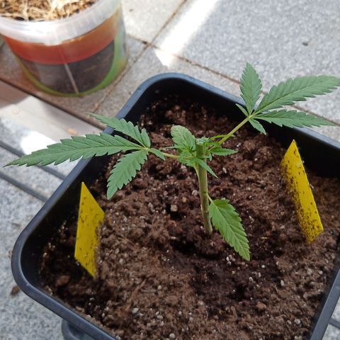 Special Queen 1# growlog timeline photo