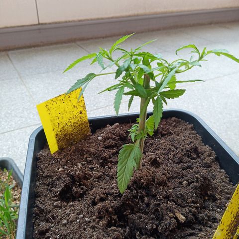 Special Queen 1# growlog timeline photo