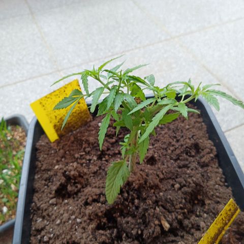 Special Queen 1# growlog timeline photo