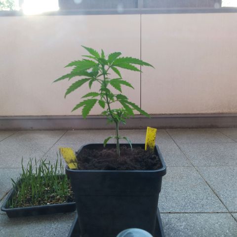 Special Queen 1# growlog timeline photo