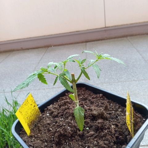Special Queen 1# growlog timeline photo
