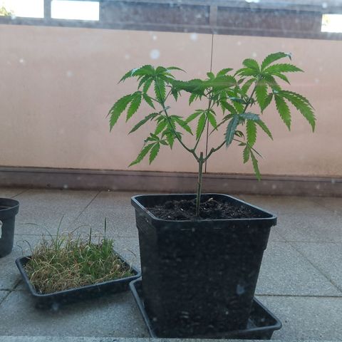 Special Queen 1# growlog timeline photo