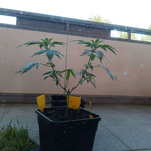 Special Queen 1# growlog timeline photo