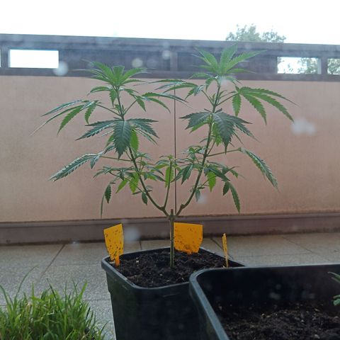 Special Queen 1# growlog timeline photo