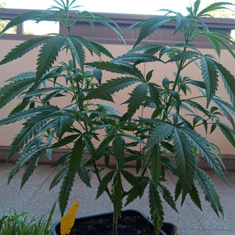 Special Queen 1# growlog timeline photo