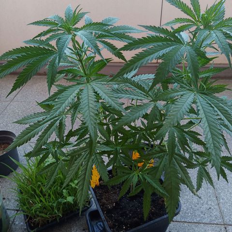Special Queen 1# growlog timeline photo