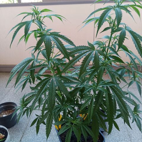 Special Queen 1# growlog timeline photo