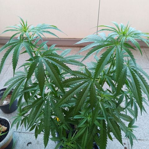 Special Queen 1# growlog timeline photo