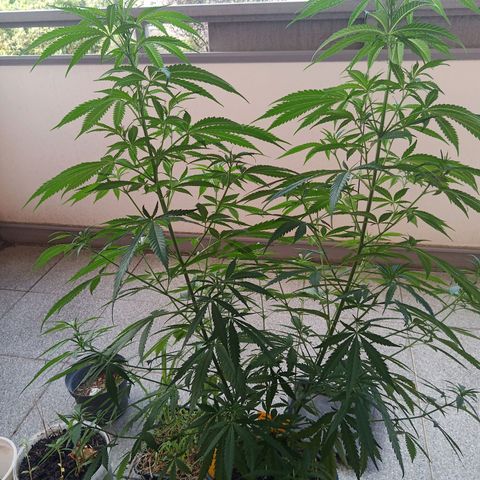 Special Queen 1# growlog timeline photo