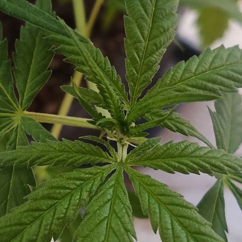 Special Queen 1# growlog timeline photo