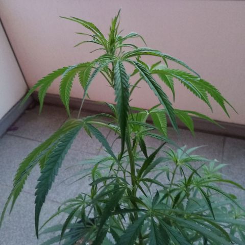 Special Queen 1# growlog timeline photo