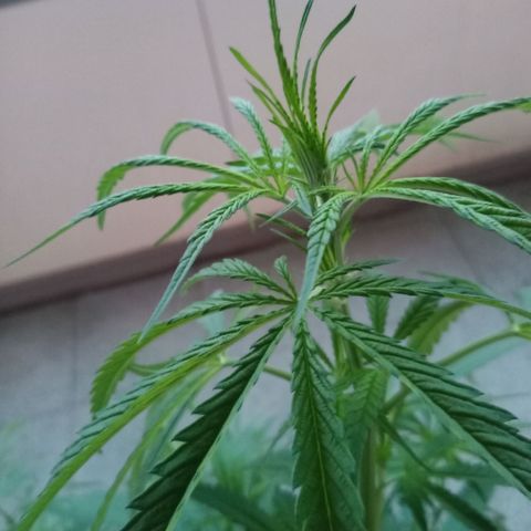 Special Queen 1# growlog timeline photo