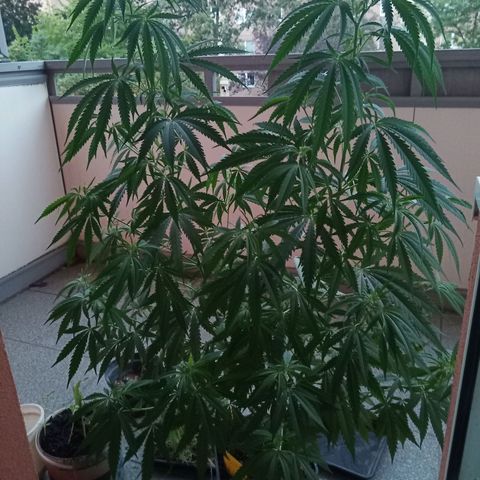 Special Queen 1# growlog timeline photo