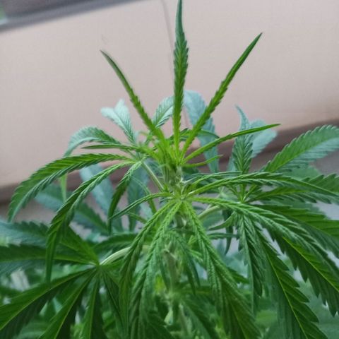 Special Queen 1# growlog timeline photo