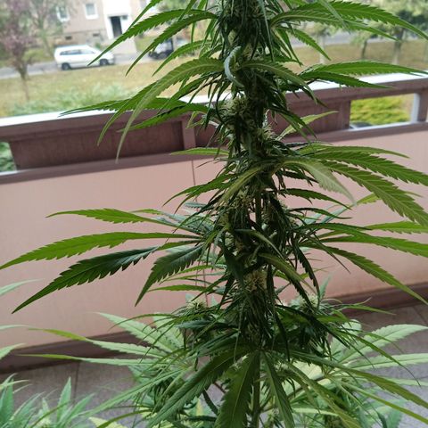 Special Queen 1# growlog timeline photo