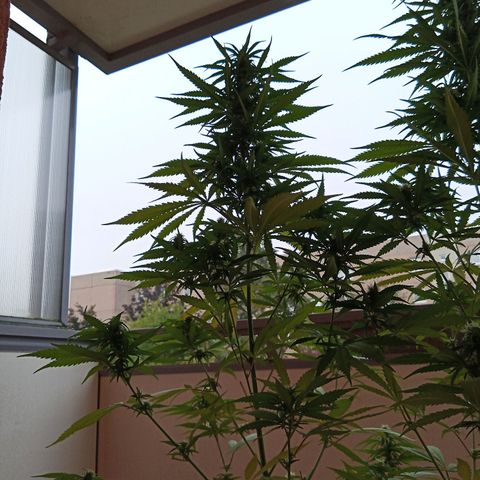 Special Queen 1# growlog timeline photo