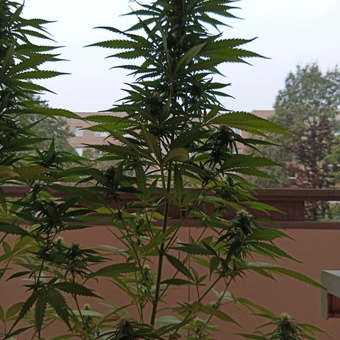 Special Queen 1# growlog timeline photo