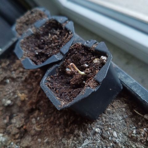 Special Queen 1 2025/01 growlog timeline photo
