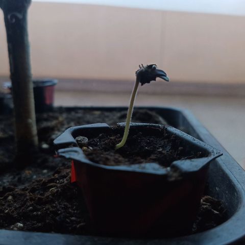 Special Queen 1 2025/01 growlog timeline photo