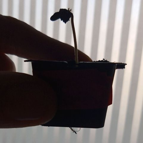 Special Queen 1 2025/01 growlog timeline photo