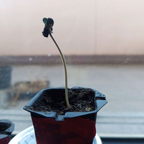 Special Queen 1 2025/01 growlog timeline photo