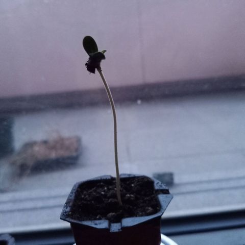 Special Queen 1 2025/01 growlog timeline photo