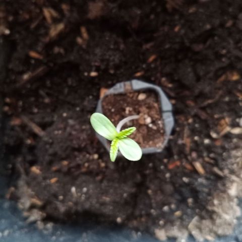 Special Queen 1 2025/01 growlog timeline photo