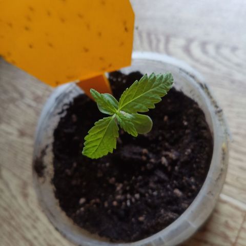 Special Queen 1 2025/01 growlog timeline photo