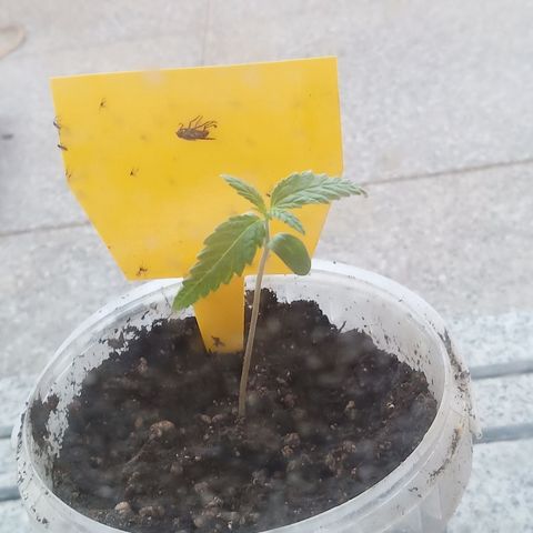 Special Queen 1 2025/01 growlog timeline photo
