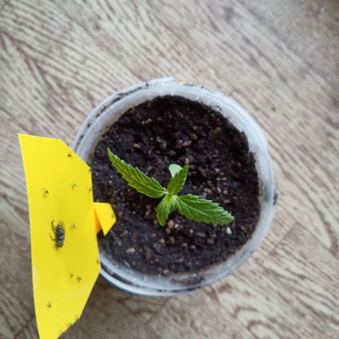 Special Queen 1 2025/01 growlog timeline photo