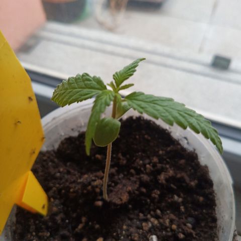 Special Queen 1 2025/01 growlog timeline photo