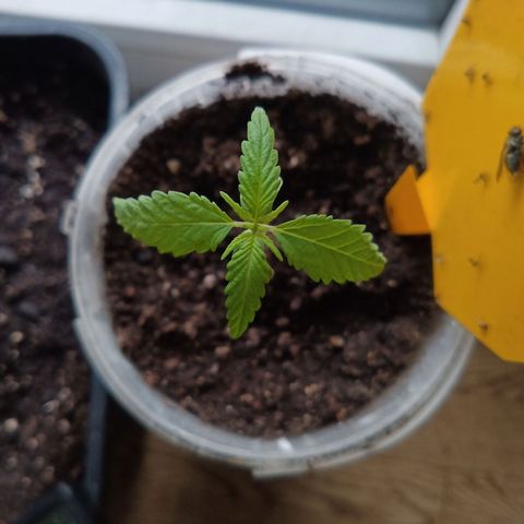 Special Queen 1 2025/01 growlog timeline photo
