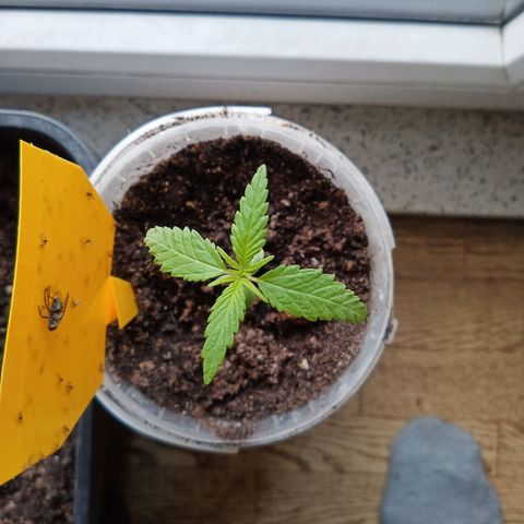 Special Queen 1 2025/01 growlog timeline photo