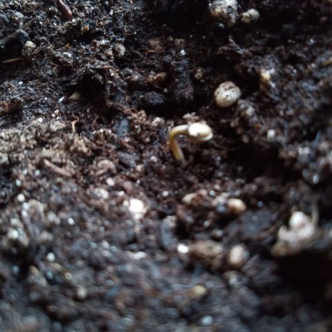 LSD-25 Automatic growlog timeline photo