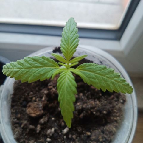 Special Queen 1 2025/01 growlog timeline photo