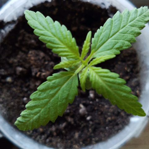 Special Queen 1 2025/01 growlog timeline photo
