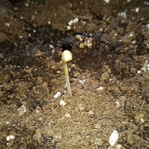 LSD-25 Automatic growlog timeline photo