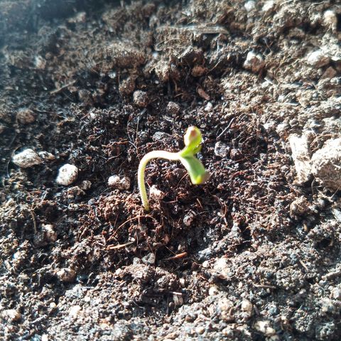 LSD-25 Automatic growlog timeline photo