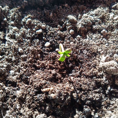 LSD-25 Automatic growlog timeline photo