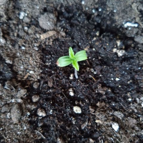 LSD-25 Automatic growlog timeline photo
