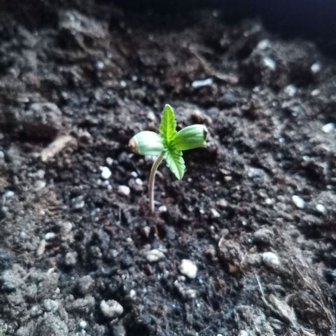 LSD-25 Automatic growlog timeline photo